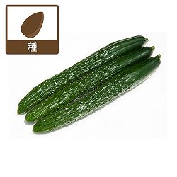 キュウリ：うどんこ病に強い 四葉キュウリ PR四川 [野菜タネ]*