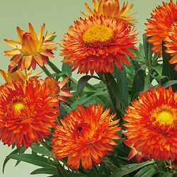 [26年3月中下旬予約]ヘリクリサム：パステルNEO　オレンジ3.5号ポット