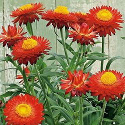 [26年3月中下旬予約]ヘリクリサム：パステルNEO　ファイア3.5号ポット