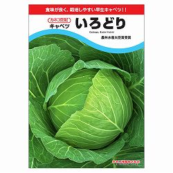キャベツ：割れにくい やわうまキャベツ いろどり [春・夏まき 野菜タネ]*