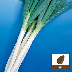 ネギ：やわらかおいしい 石倉ネギエース（いしくらねぎエース）[春・秋まき 野菜タネ]