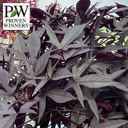 [26年4月下旬予約]イポメア：モリーナ ダークスピア3号ポット