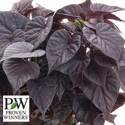 [26年4月下旬予約]イポメア：モリーナ ショコラート3号ポット