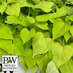 [26年4月下旬予約]イポメア：モリーナ ライムハート3号ポット