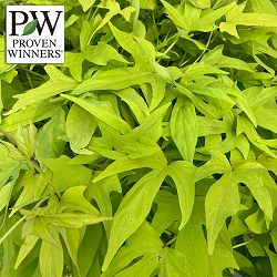 [26年4月下旬予約]イポメア：スパイラル キーライム3号ポット