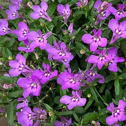 [26年3月中下旬予約]ロベリア：レオン　ミニラベンダーインプ3号ポット