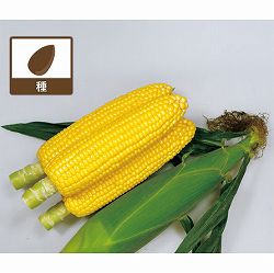 トウモロコシ：甘味たっぷり ジューシートウモロコシ キラキラコーン [野菜タネ]*