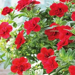 カリブラコア八重咲：ウノダブル レッド3号ポット