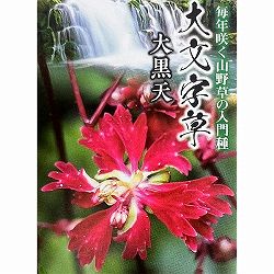 ダイモンジソウ（大文字草）：大黒天3号ポット