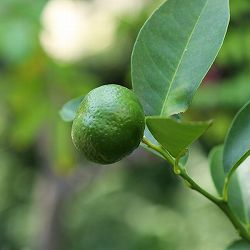 コブミカン（バイマックル）4号ポット