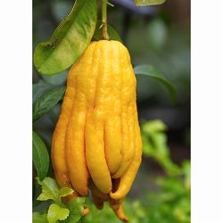 ブッシュカン（仏手柑）4号ポット