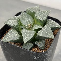 ハオルチア：コレクタ交配　氷河　2.5号鉢植え