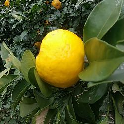 クンサーラ4号ポット