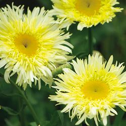 [26年4月上旬予約]シャスターデージー：ゴールドラッシュ3.5号ポット