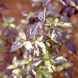 コガクウツギ：紺照（コンテリ）ウツギ3号ポット