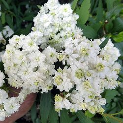 コデマリ：八重咲きこでまり3.5号ポット