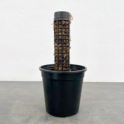 モスポール：モスポール（ミズゴケ付き）と鉢のセット（長さ29cm）