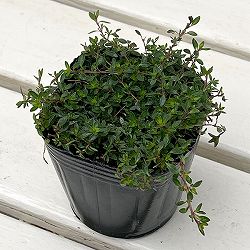 タイム（ほふく性）：レモンタイム　マジックカーペット3号ポット