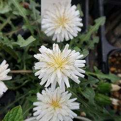 タンポポ：白花3号ポット