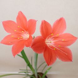 バロータ　スペシオサ 1球