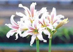 ヒッペアストルム：ハリソニー1球