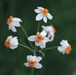 リューココリーネ　ナルシオイデス1球