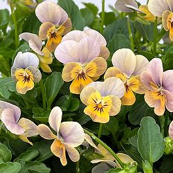 【お1人様1ポット】ビオラ：ビオレッタ　グレイッシュオレンジモンキーズ3.5号ポット