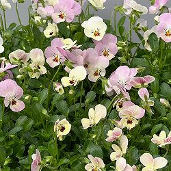 【お1人様1ポット】ビオラ：ビオレッタ　ドランクレモネード3.5号ポット