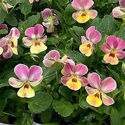 【お1人様1ポット】ビオラ：ビオレッタ　トロピコ3.5号ポット