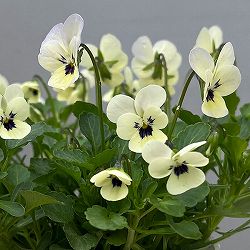 【お1人様1ポット】ビオラ：ビオレッタ　ラバーズ3.5号ポット