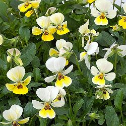 【お1人様1ポット】ビオラ：ビオレッタ　ミルクパイン3.5号ポット