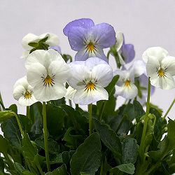 【お1人様1ポット】ビオラ：ビオレッタ　ブルーハワイ3.5号ポット