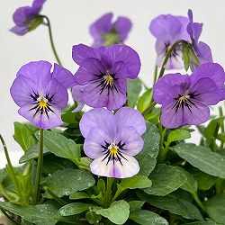 【お1人様1ポット】ビオラ：ビオレッタ　ミスティックブルー3.5号ポット