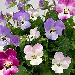 【お1人様1ポット】ビオラ：ビオレッタ　シャイニングレープ3.5号ポット