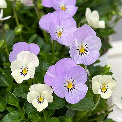 【お1人様1ポット】ビオラ：ビオレッタ　ミニュチアビンテージ3.5号ポット