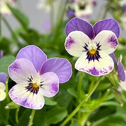 【お1人様1ポット】ビオラ：ビオレッタ　ブルーチーク3.5号ポット