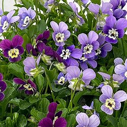 【お1人様1ポット】ビオラ：ビオレッタ　V.ビーナス3.5号ポット