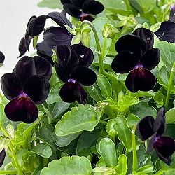 【お1人様1ポット】ビオラ：ビオレッタ　ベイブコーク3.5号ポット