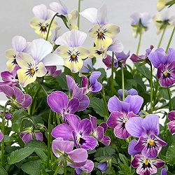 【お1人様1ポット】ビオラ：ビオレッタ　ダンサーズハイ3.5号ポット