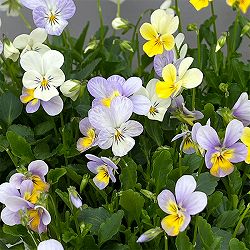 【お1人様1ポット】ビオラ：ビオレッタ　ハーミット3.5号ポット