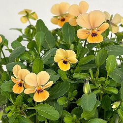 【お1人様1ポット】ビオラ:ビオレッタ オレンジジュース3.5号ポット