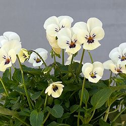 【お1人様1ポット】ビオラ:ビオレッタ かすみ3.5号ポット