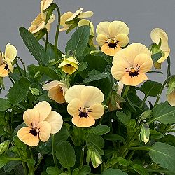 【お1人様1ポット】ビオラ:ビオレッタ マースオレンジ3.5号ポット