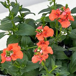 ディアスシア：トリニティ　サンセット3号ポット