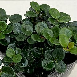 ロニセラ：リトルハニー3号ポット