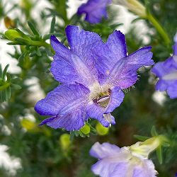 初恋草：ロックブルー3号ポット