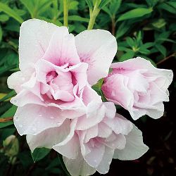 平戸ツツジ：ミセスグラバー5号ポット