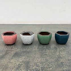 マメポットB　六角形・鉢色おまかせ1鉢（直径6cm）