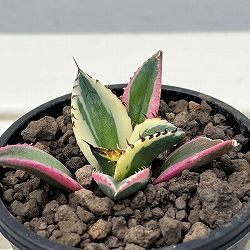 アガベ：チタノタ　スナグルトゥース　3号ポット