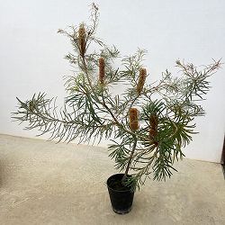 バンクシア：スピヌローサ（ヘアピンバンクシア）5号鉢植え